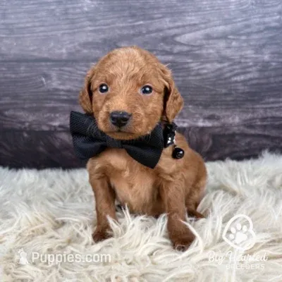 Quest – Miniature Golden Retriever puppy for sale in Utah, UT