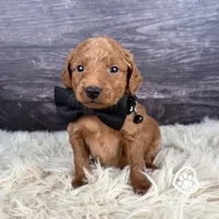 Quest, a male Miniature Golden Retriever for sale in Utah, UT – 1 of 1