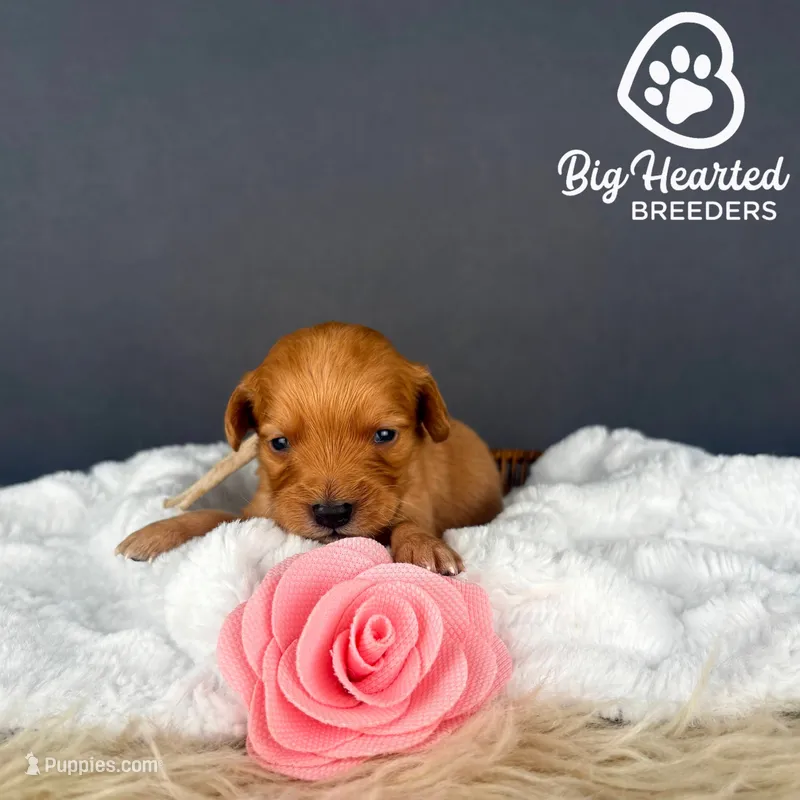 Robin – Miniature Golden Retriever puppy for sale in Utah, UT