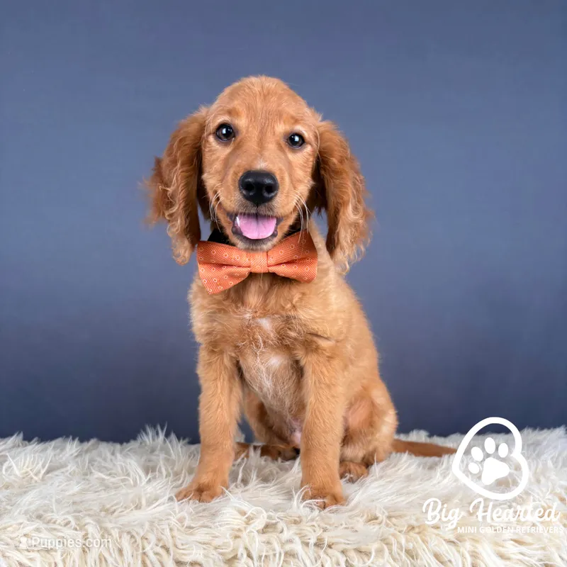 Johnny – Miniature Golden Retriever puppy for sale in Utah, UT