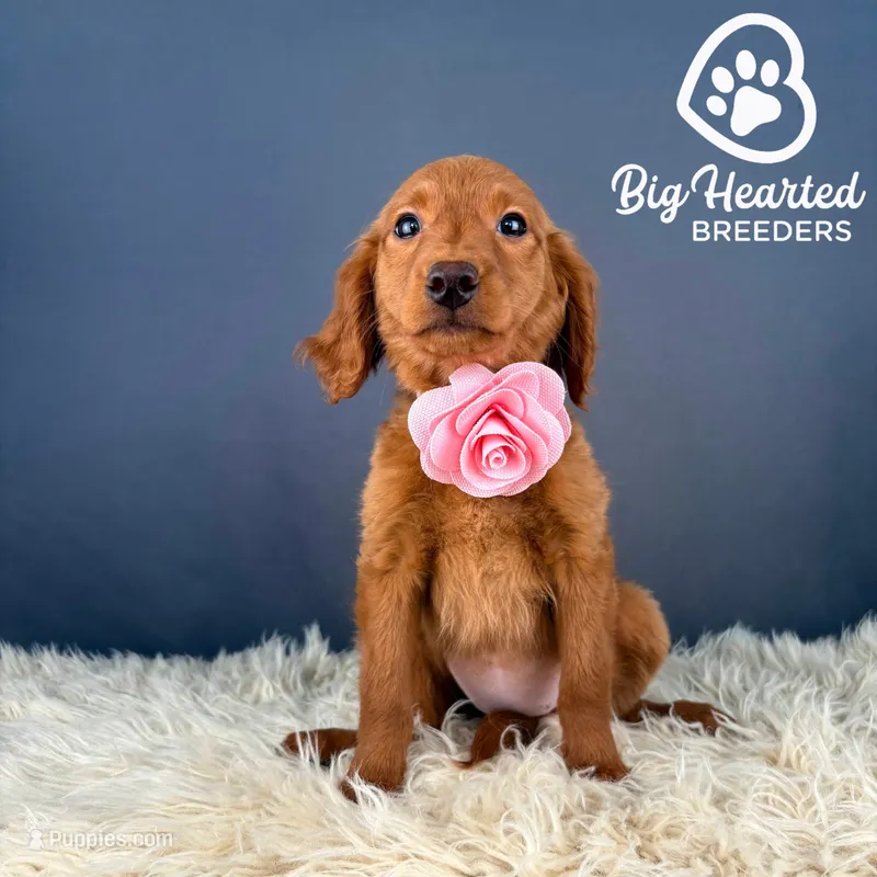Victory – Miniature Golden Retriever puppy for sale in Utah, UT