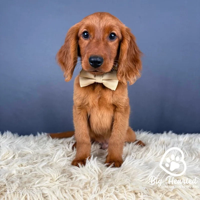 Rocky – Miniature Golden Retriever puppy for sale in Utah, UT