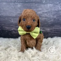 Peely, a male Miniature Golden Retriever for sale in Utah, UT – 1 of 1