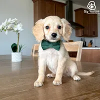 Buzz, a male Miniature Golden Retriever for sale in Utah, UT – 4 of 4