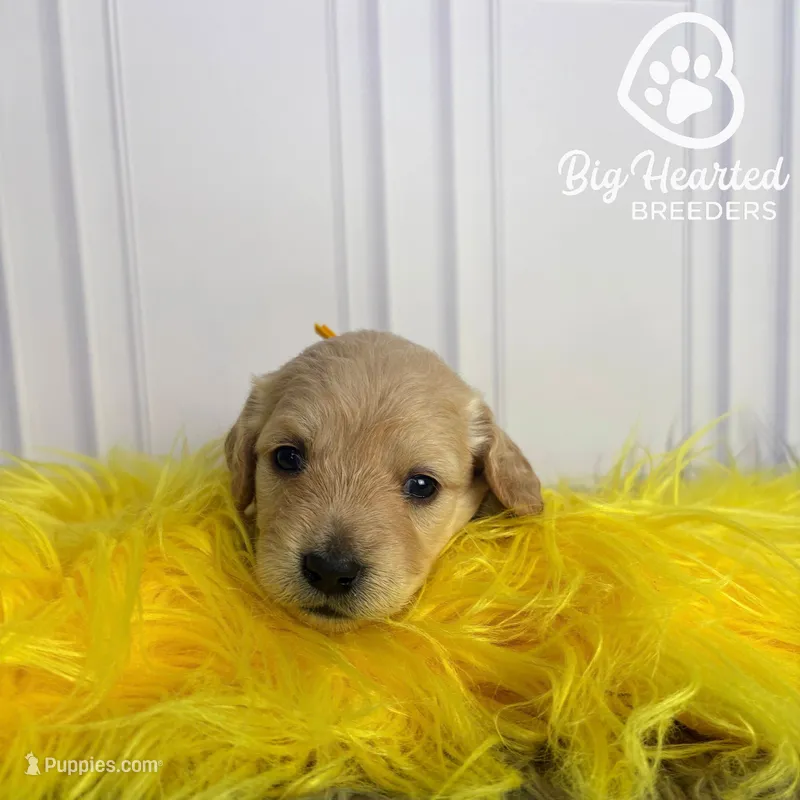 Marvel – Miniature Golden Retriever puppy for sale in Utah, UT