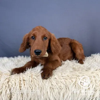 Zion – Miniature Golden Retriever puppy for sale in Utah, UT