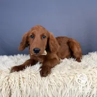 Zion, a male Miniature Golden Retriever for sale in Utah, UT – 1 of 1
