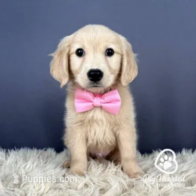 Bowser – Miniature Golden Retriever puppy for sale in Utah, UT