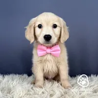 Bowser, a female Miniature Golden Retriever for sale in Utah, UT – 1 of 1