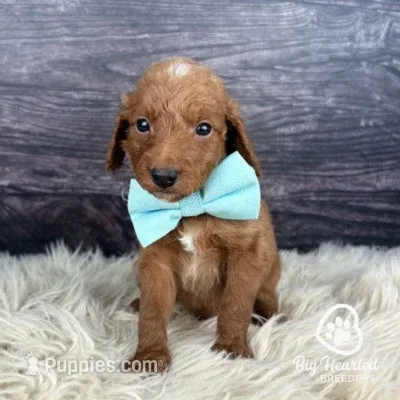 Loot – Miniature Golden Retriever puppy for sale in Utah, UT