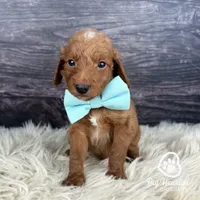 Loot, a male Miniature Golden Retriever for sale in Utah, UT – 1 of 1