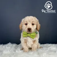 Hulk, a male Miniature Golden Retriever for sale in Utah, UT – 4 of 5