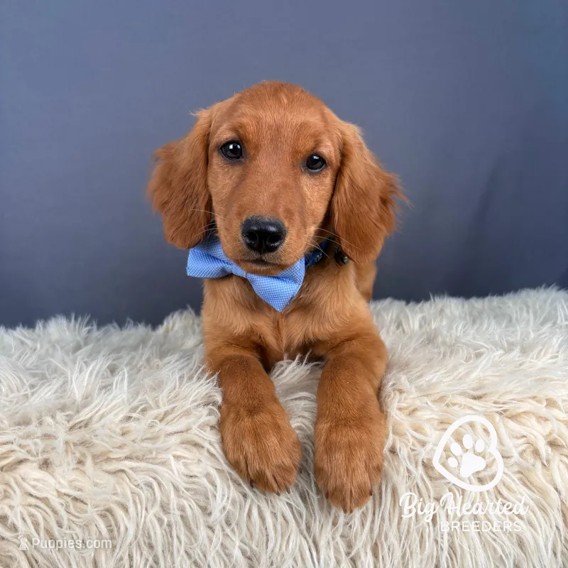 Rico – Miniature Golden Retriever puppy for sale in Utah, UT