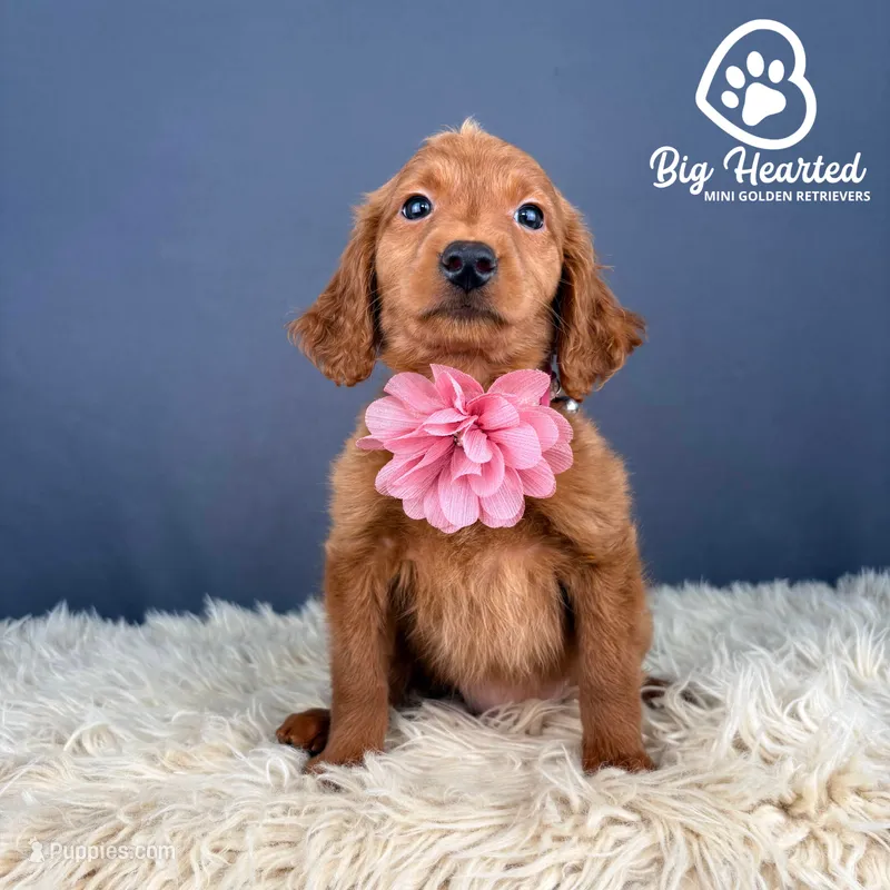 Victory – Miniature Golden Retriever puppy for sale in Utah, UT