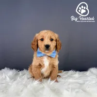 Steve, a male Miniature Golden Retriever for sale in Utah, UT – 4 of 4