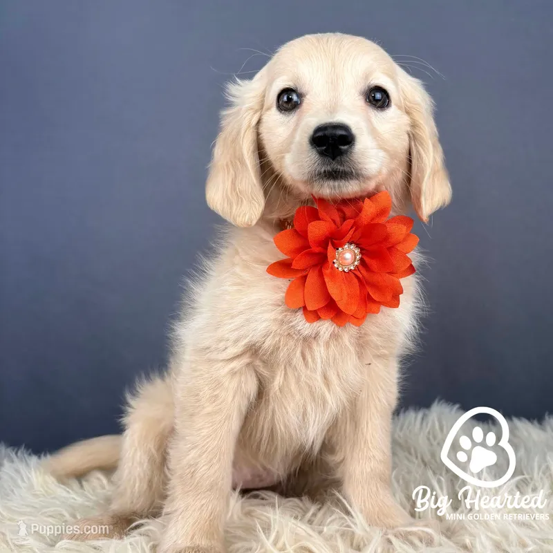 Peach – Miniature Golden Retriever puppy for sale in Utah, UT