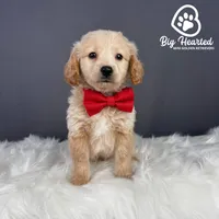 Tony, a male Miniature Golden Retriever for sale in Utah, UT – 4 of 4