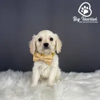 Woody, a male Miniature Golden Retriever for sale in Utah, UT – 4 of 4