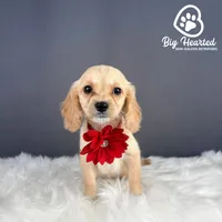 Jessie, a female Miniature Golden Retriever for sale in Utah, UT – 4 of 4
