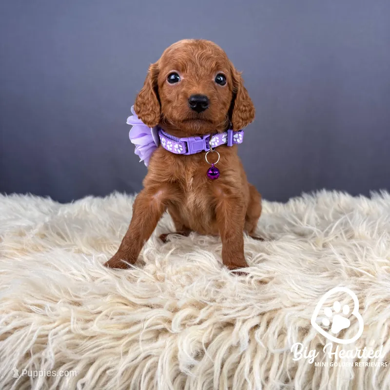 Crown – Miniature Golden Retriever puppy for sale in Utah, UT