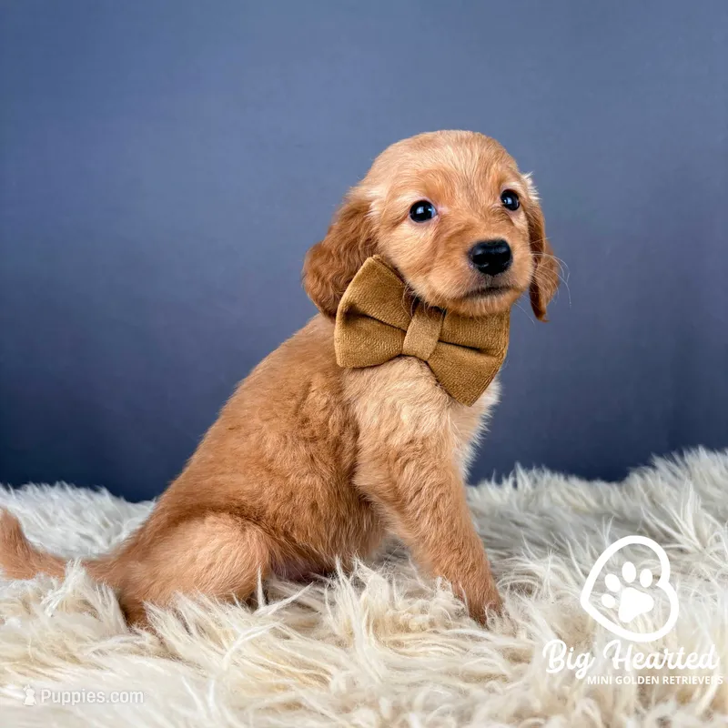 Glider – Miniature Golden Retriever puppy for sale in Utah, UT