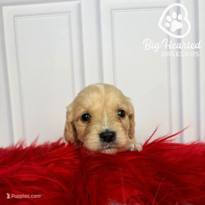 Jessie – Miniature Golden Retriever puppy for sale in Utah, UT