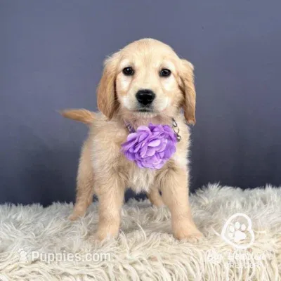 Rosalina – Miniature Golden Retriever puppy for sale in Utah, UT
