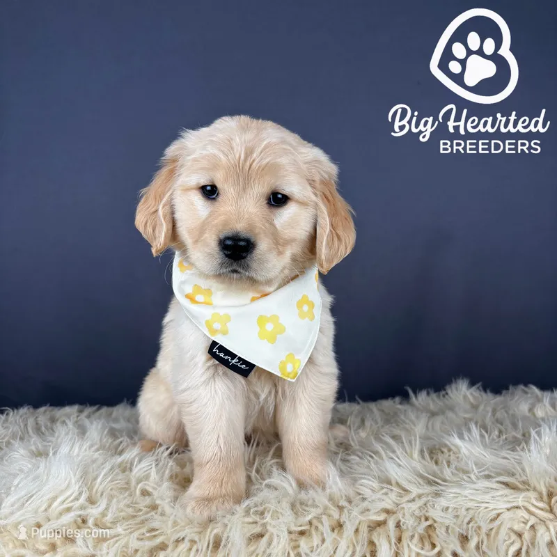 Latte – Miniature Golden Retriever puppy for sale in Utah, UT