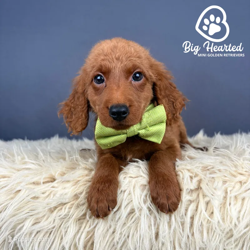 Peely – Miniature Golden Retriever puppy for sale in Utah, UT