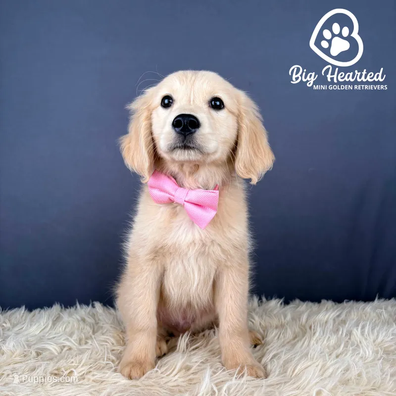 Bowser – Miniature Golden Retriever puppy for sale in Utah, UT