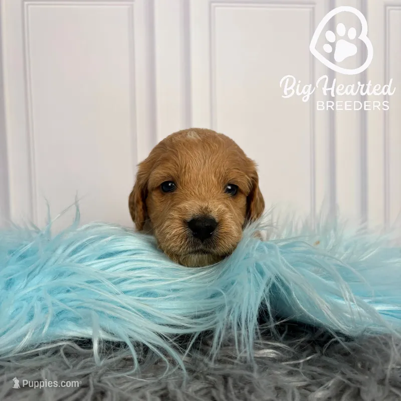 Steve – Miniature Golden Retriever puppy for sale in Utah, UT