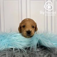 Steve, a male Miniature Golden Retriever for sale in Utah, UT – 1 of 4