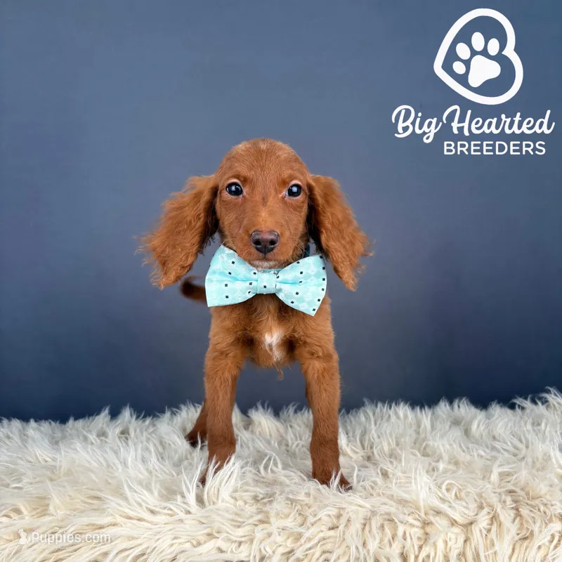Loot – Miniature Golden Retriever puppy for sale in Utah, UT