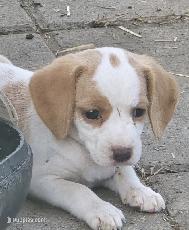 Beagle girl – Beagle puppy for sale in Brookville, IN