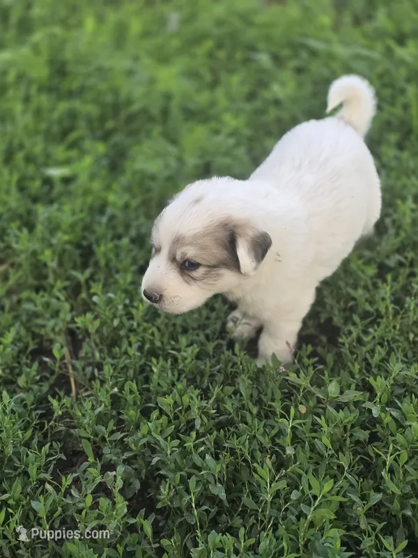 Ralph – Great Pyrenees puppy for sale in Brookville, IN