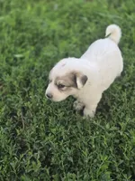 Ralph, a male Great Pyrenees for sale in Brookville, IN – 1 of 4