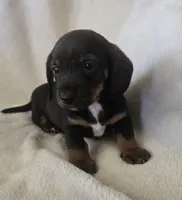 Doxie 2, a male Miniature Dachshund for sale in Brookville, IN – 2 of 5