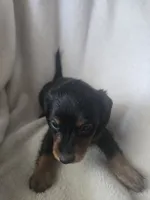 Dachshund 2, a female Miniature Dachshund for sale in Brookville, IN – 2 of 3