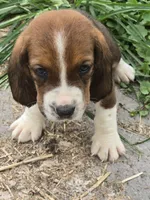 Basset 2, a male Basset Hound for sale in Brookville, IN – 3 of 7