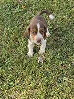 Beagle boy, a male Beagle for sale in Brookville, IN – 7 of 9