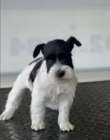 schnauzer 4, a female Miniature Schnauzer for sale in Brookville, IN – 2 of 3