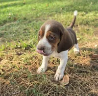 Beagle boy, a male Beagle for sale in Brookville, IN – 9 of 9