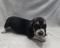 basset 5, a male Basset Hound for sale in Brookville, IN – 4 of 5