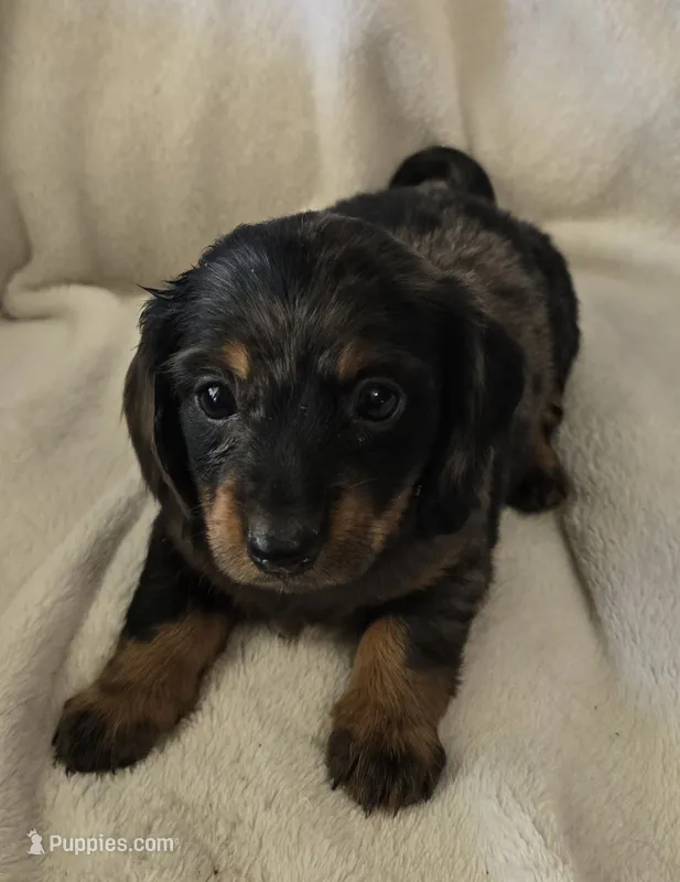 Doxie 1 – Miniature Dachshund puppy for sale in Brookville, IN