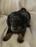 Doxie 1, a female Miniature Dachshund for sale in Brookville, IN – 1 of 5