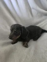 dachshund male, a male Miniature Dachshund for sale in Brookville, IN – 2 of 8