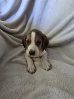Beagle male 2, a male Beagle for sale in Brookville, IN – 4 of 6