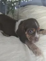 Beagle 1, a male Beagle for sale in Brookville, IN – 4 of 5