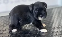 schnauzer 4, a female Miniature Schnauzer for sale in Brookville, IN – 2 of 2