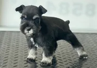 schnauzer 2, a female Miniature Schnauzer for sale in Brookville, IN – 2 of 3